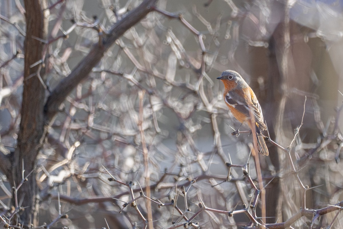 Ala Shan Redstart - ML646149953