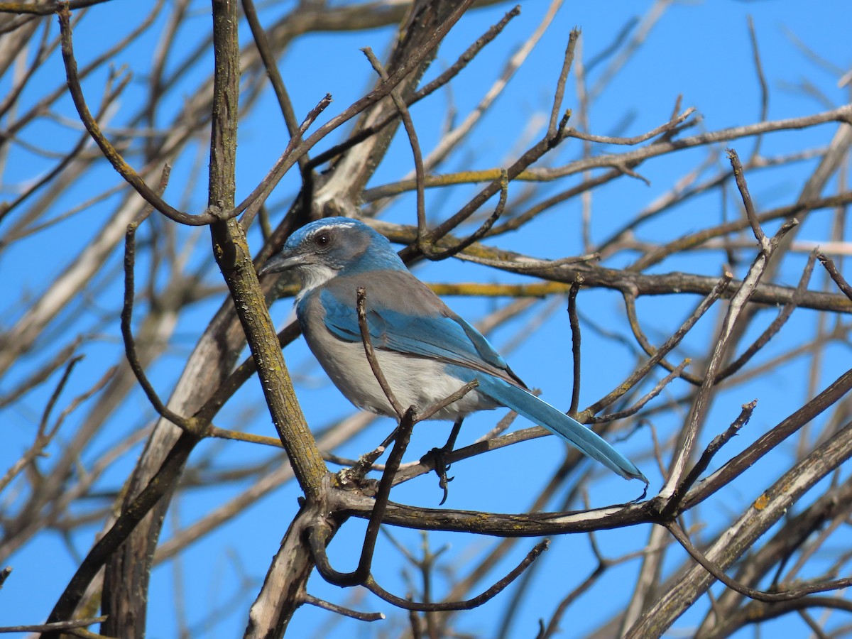 California Scrub-Jay - ML646149956