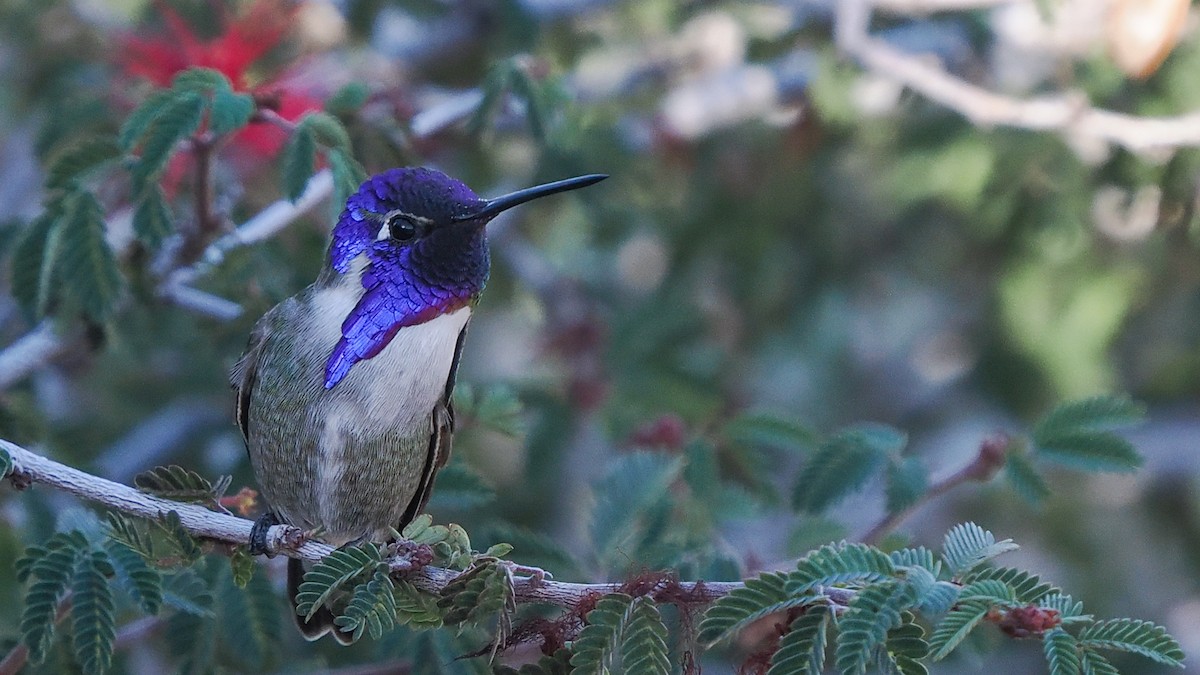 Costa's Hummingbird - ML646149966
