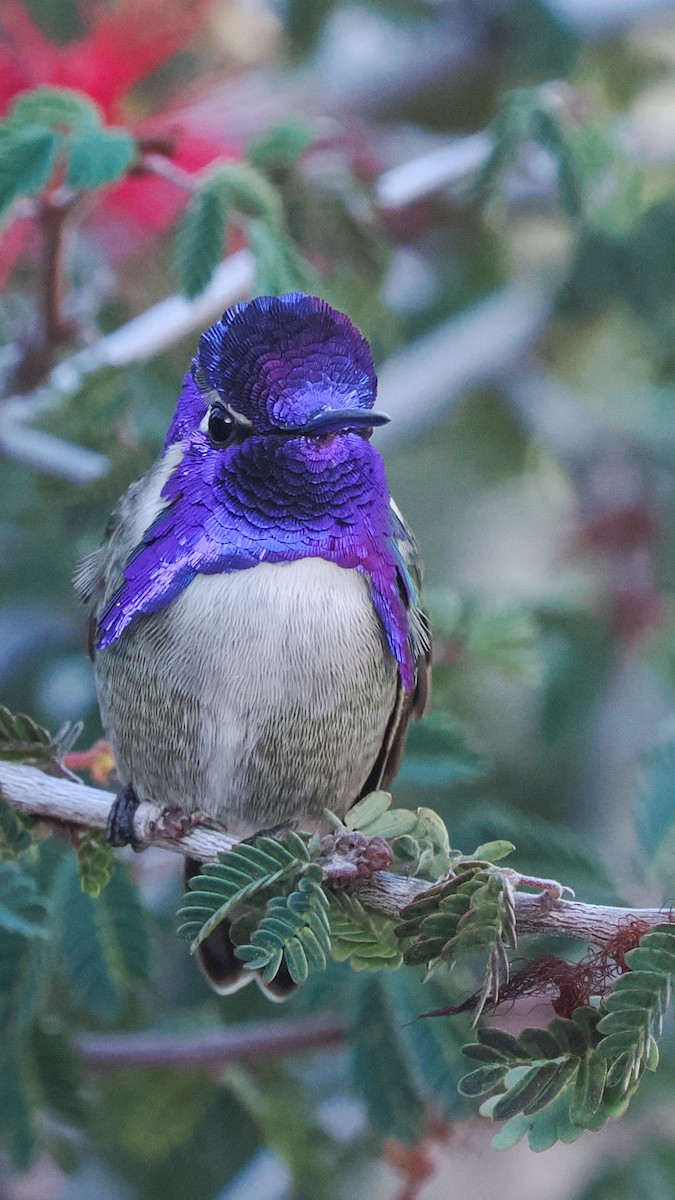 Costa's Hummingbird - ML646149967