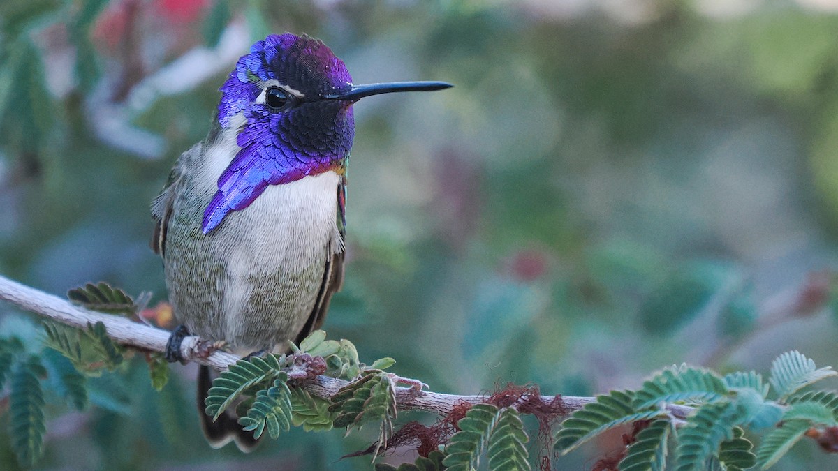 Costa's Hummingbird - ML646149970