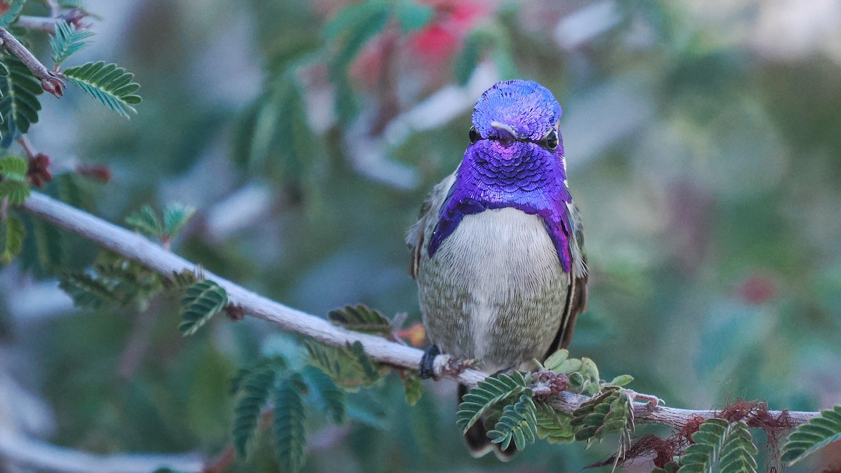 Costa's Hummingbird - ML646149971