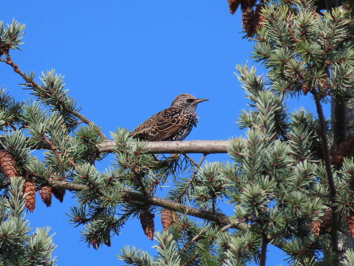 European Starling - ML646149973