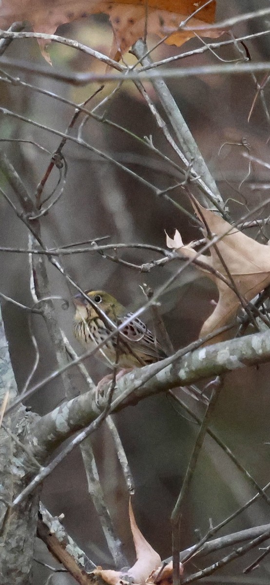 Henslow's Sparrow - ML646149974