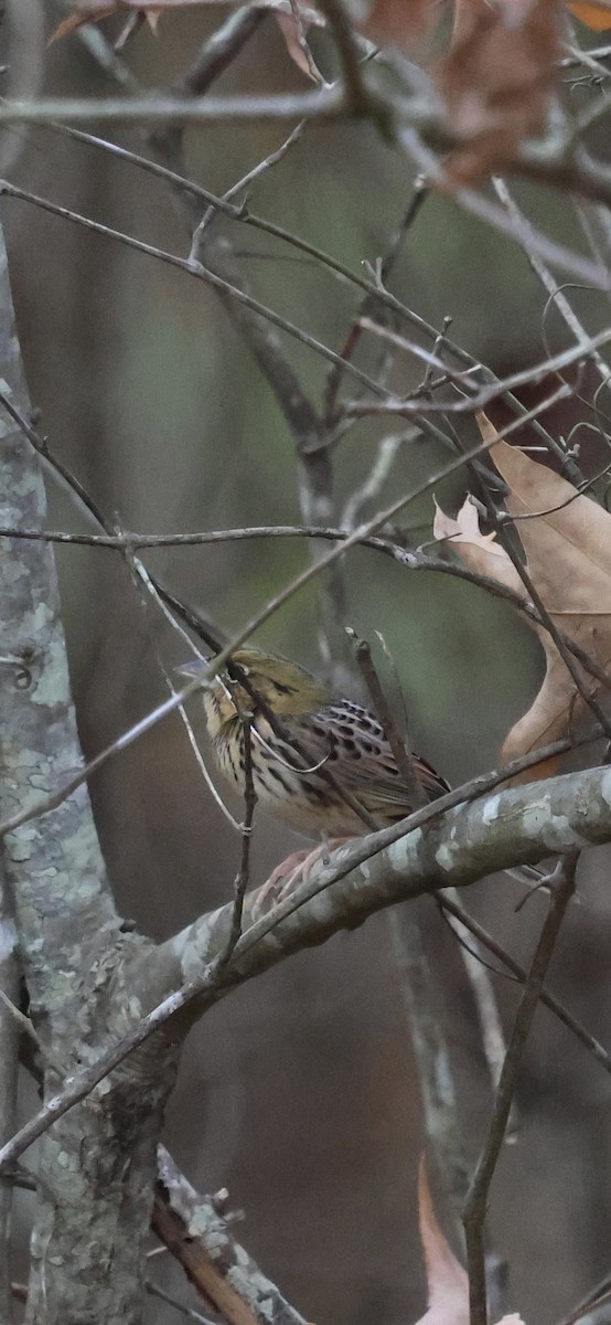 Henslow's Sparrow - ML646149975