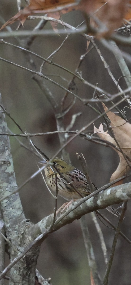 Henslow's Sparrow - ML646149976
