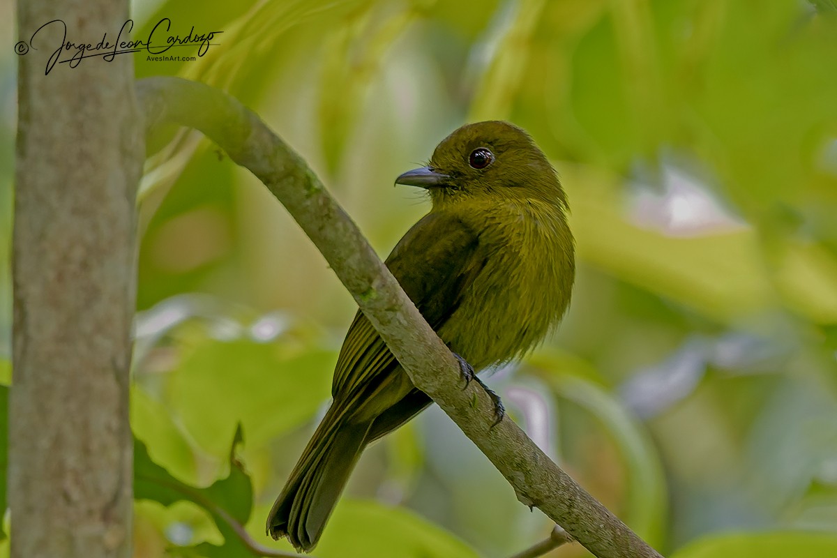 Sapayoa - ML646149981