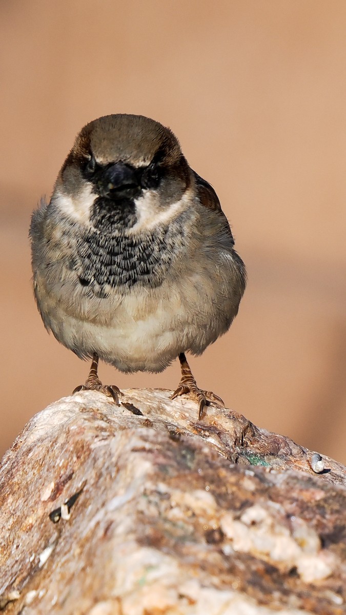 House Sparrow - ML646149982