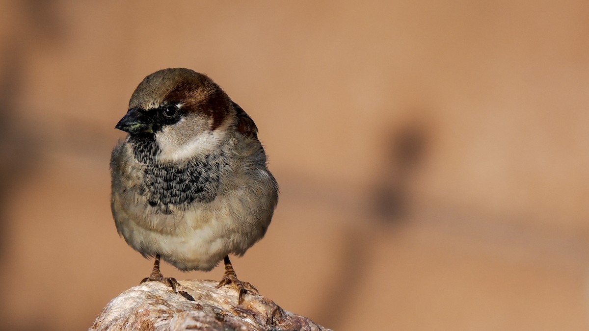 House Sparrow - ML646149983