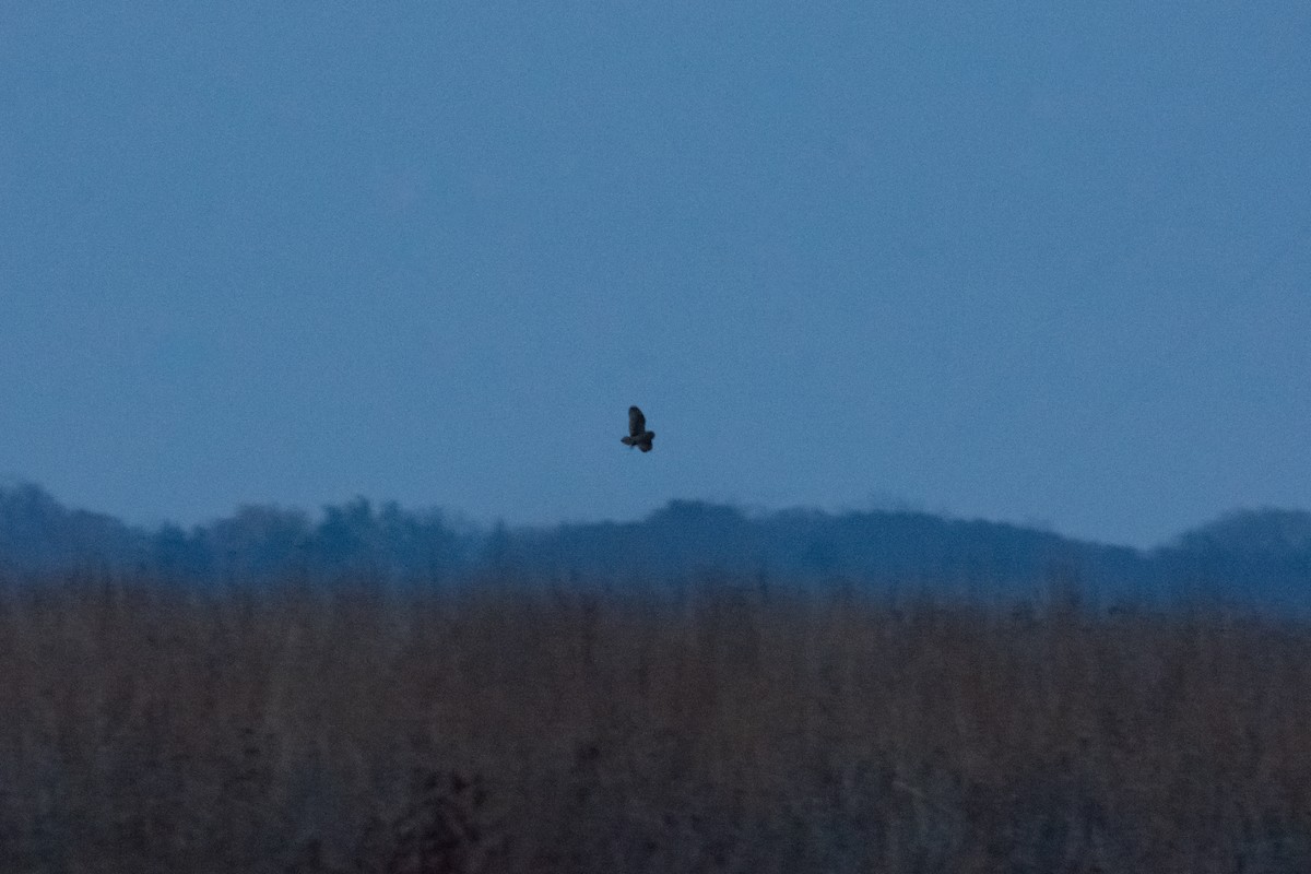 Búho Campestre - ML646149984