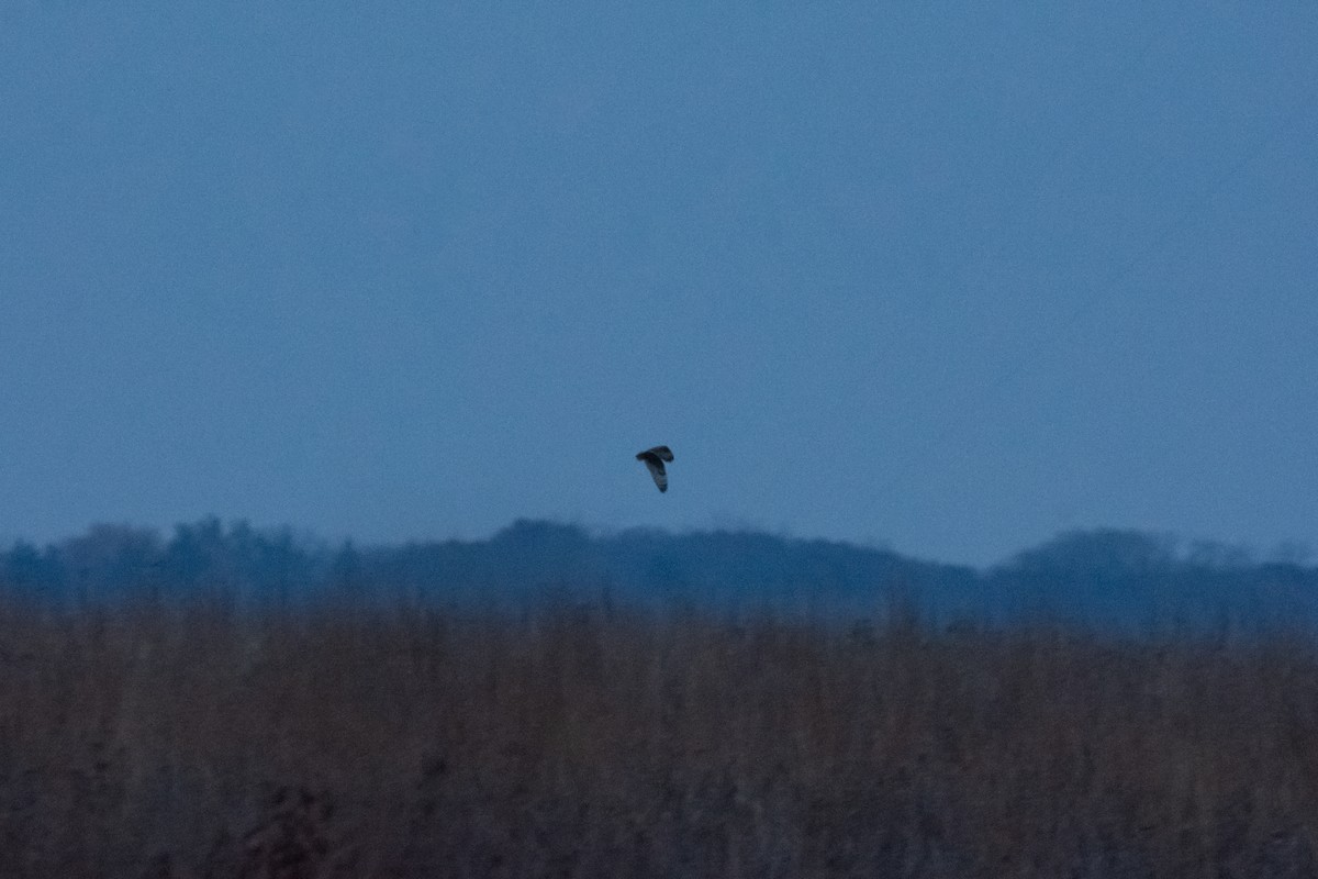 Búho Campestre - ML646149985