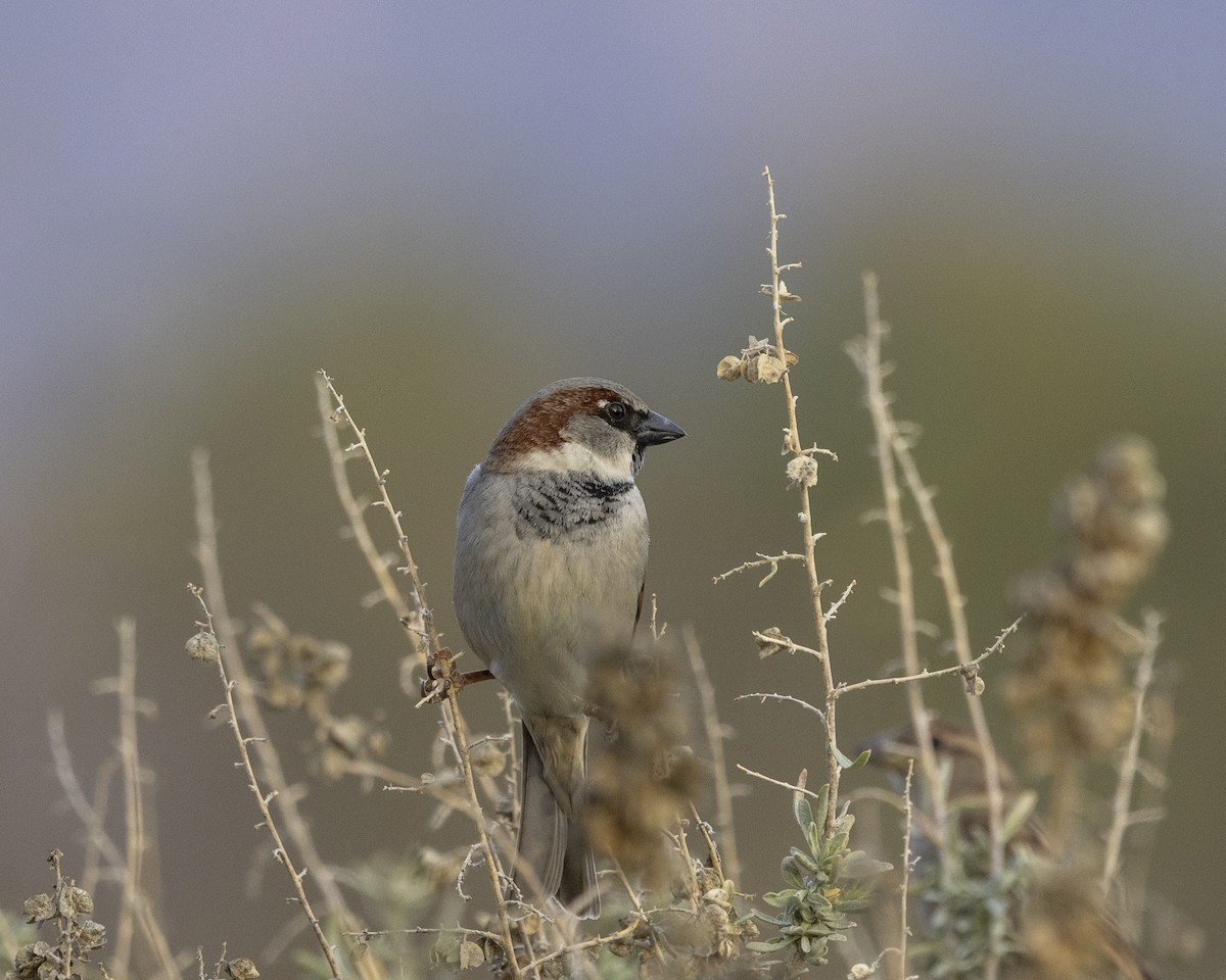 House Sparrow - ML646149991