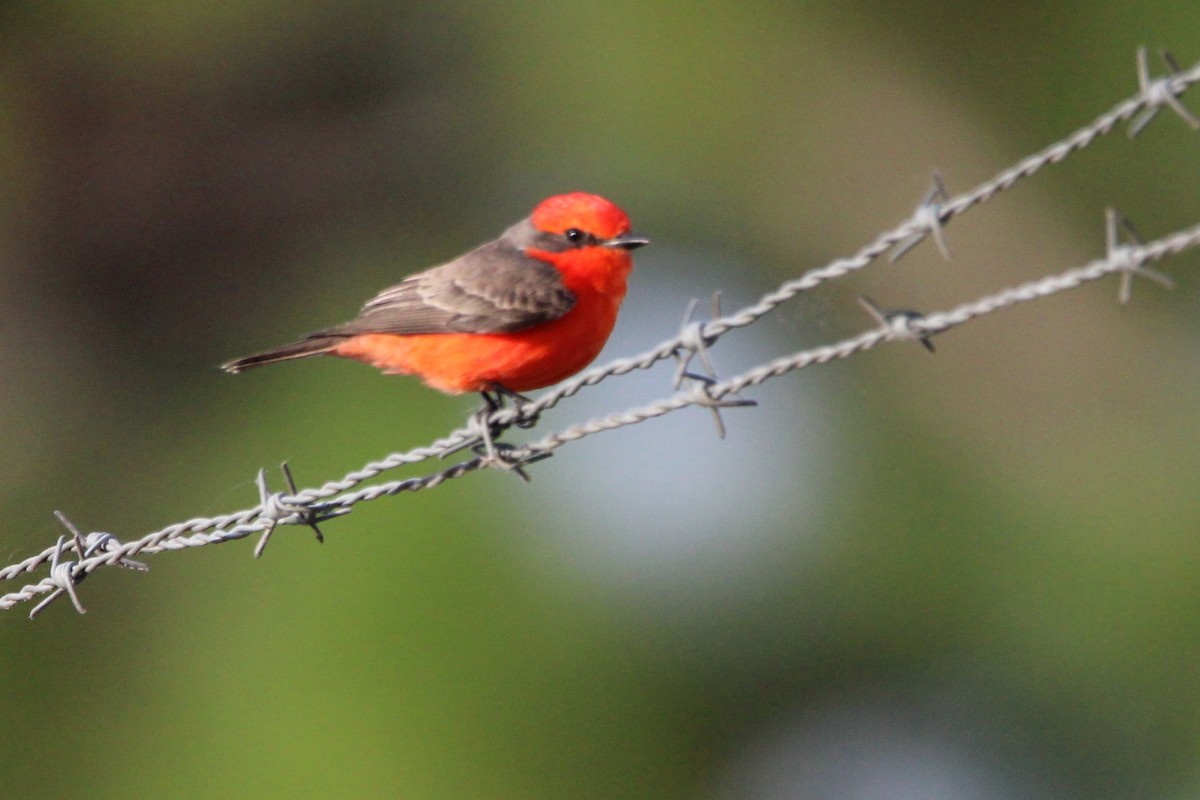 Vermilion Flycatcher - ML646149992