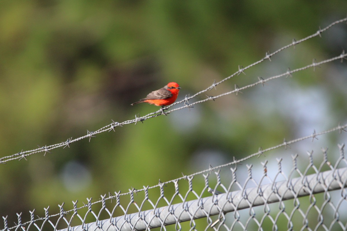 Vermilion Flycatcher - ML646149994