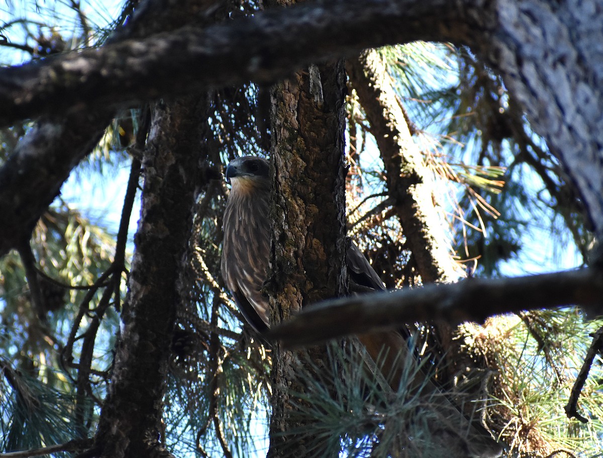 svartglente (lineatus/formosanus) (asiasvartglente) - ML646150013