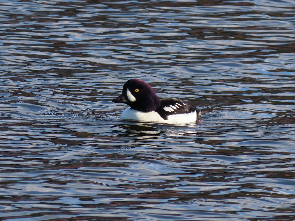 Barrow's Goldeneye - ML646150023