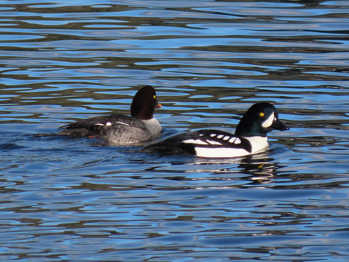 Barrow's Goldeneye - ML646150024