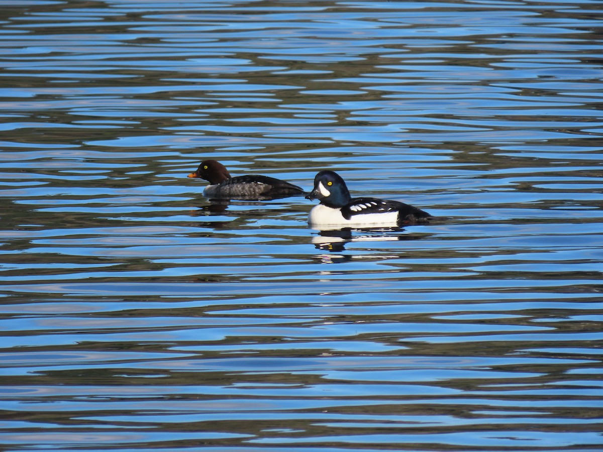 Barrow's Goldeneye - ML646150025