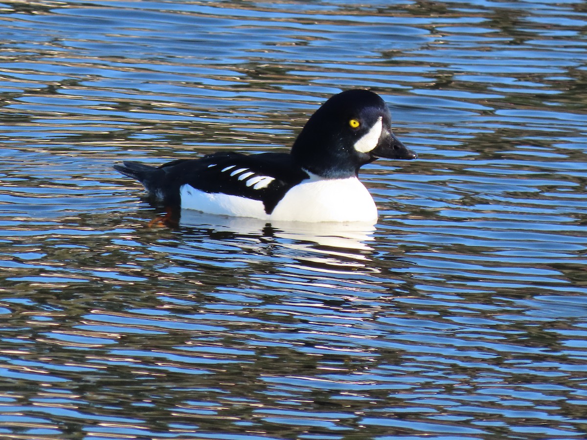 Barrow's Goldeneye - ML646150026