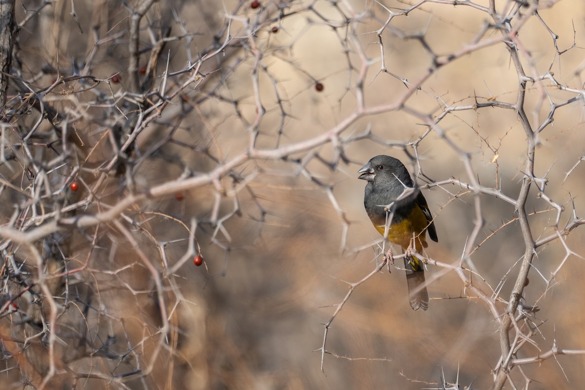 White-winged Grosbeak - ML646150027