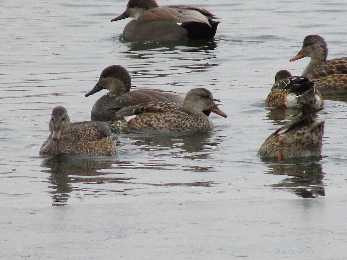 kopřivka obecná - ML646150029