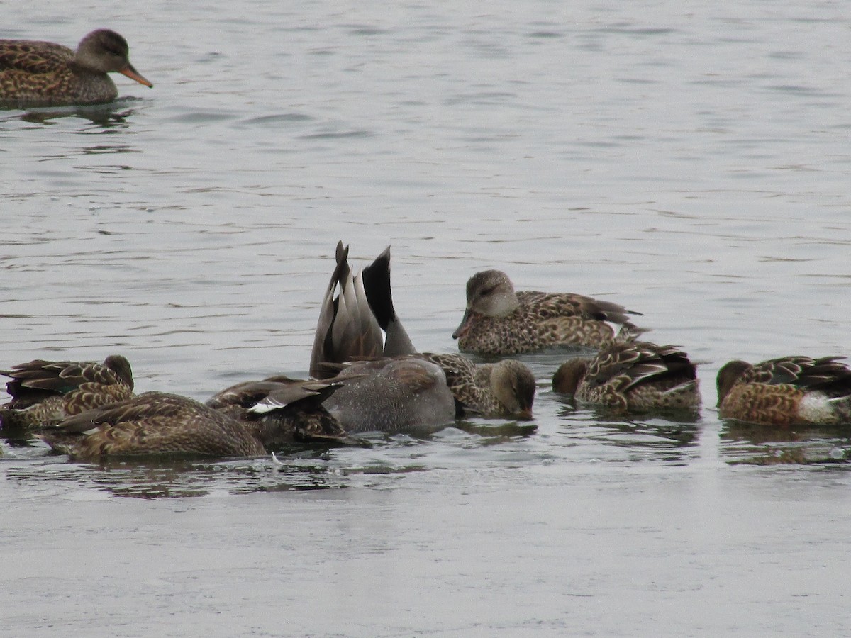 kopřivka obecná - ML646150030