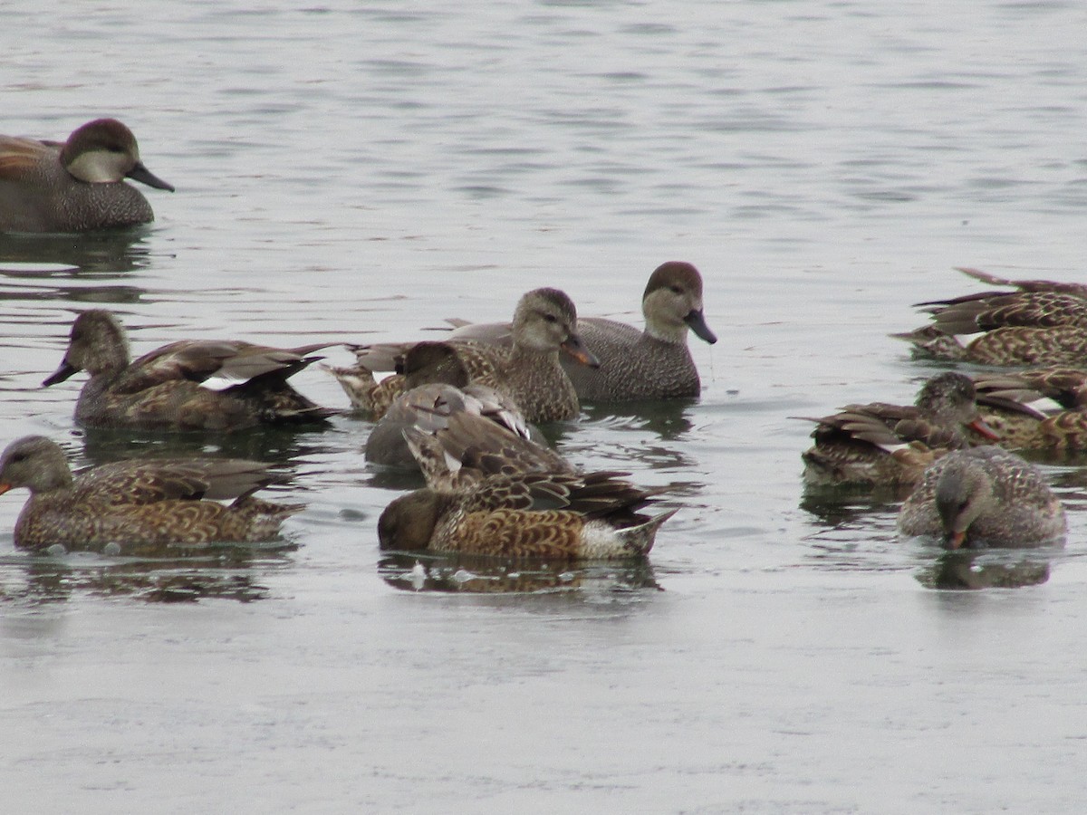 kopřivka obecná - ML646150031