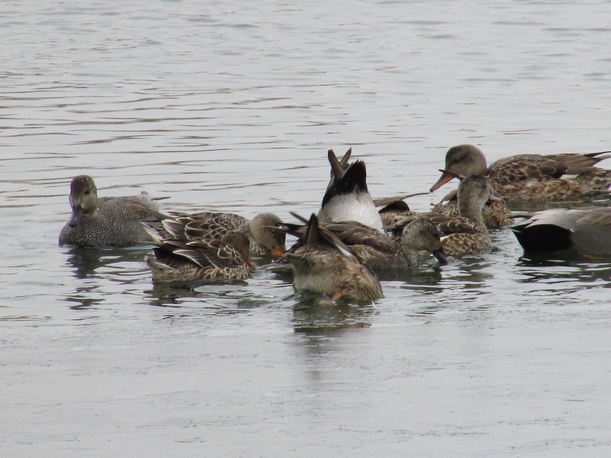 kopřivka obecná - ML646150032