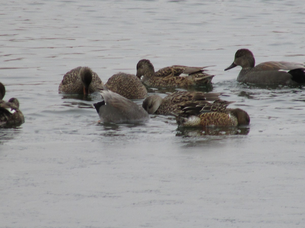kopřivka obecná - ML646150033