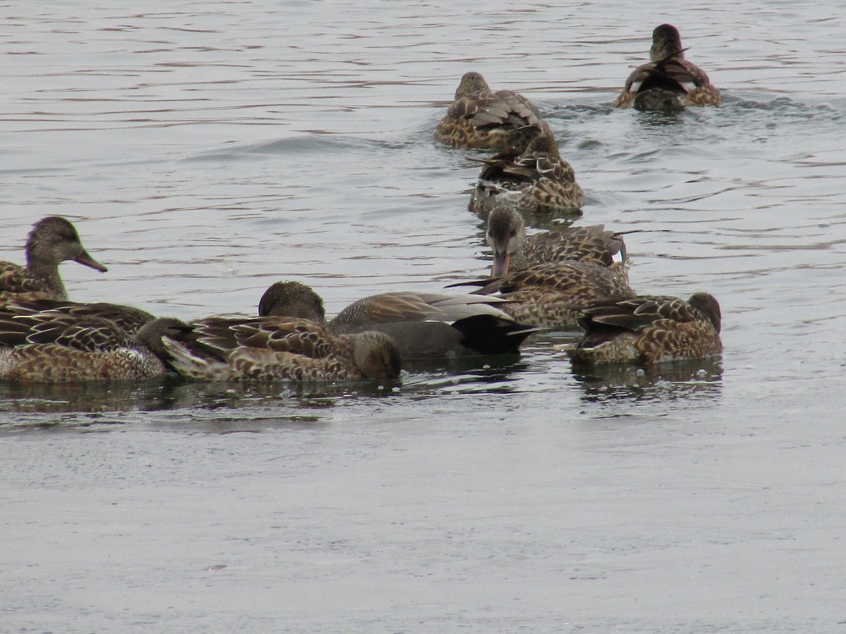 kopřivka obecná - ML646150035
