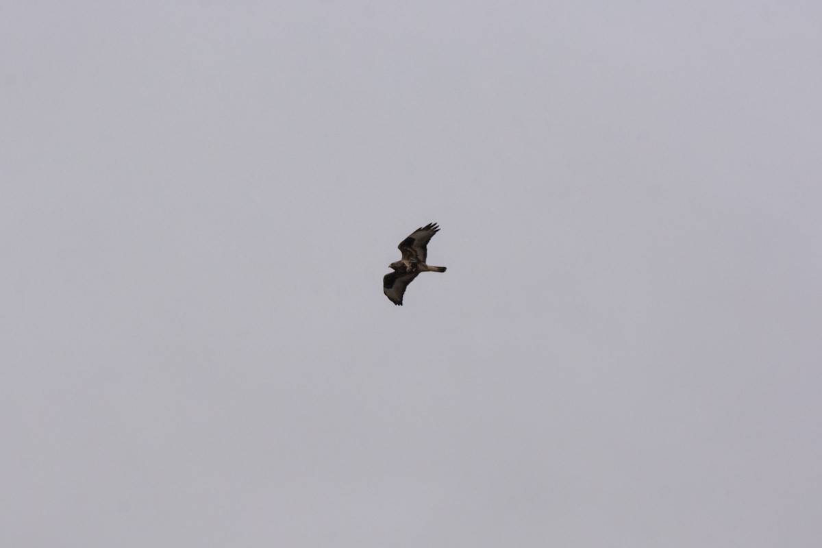 Busardo Calzado - ML646150051