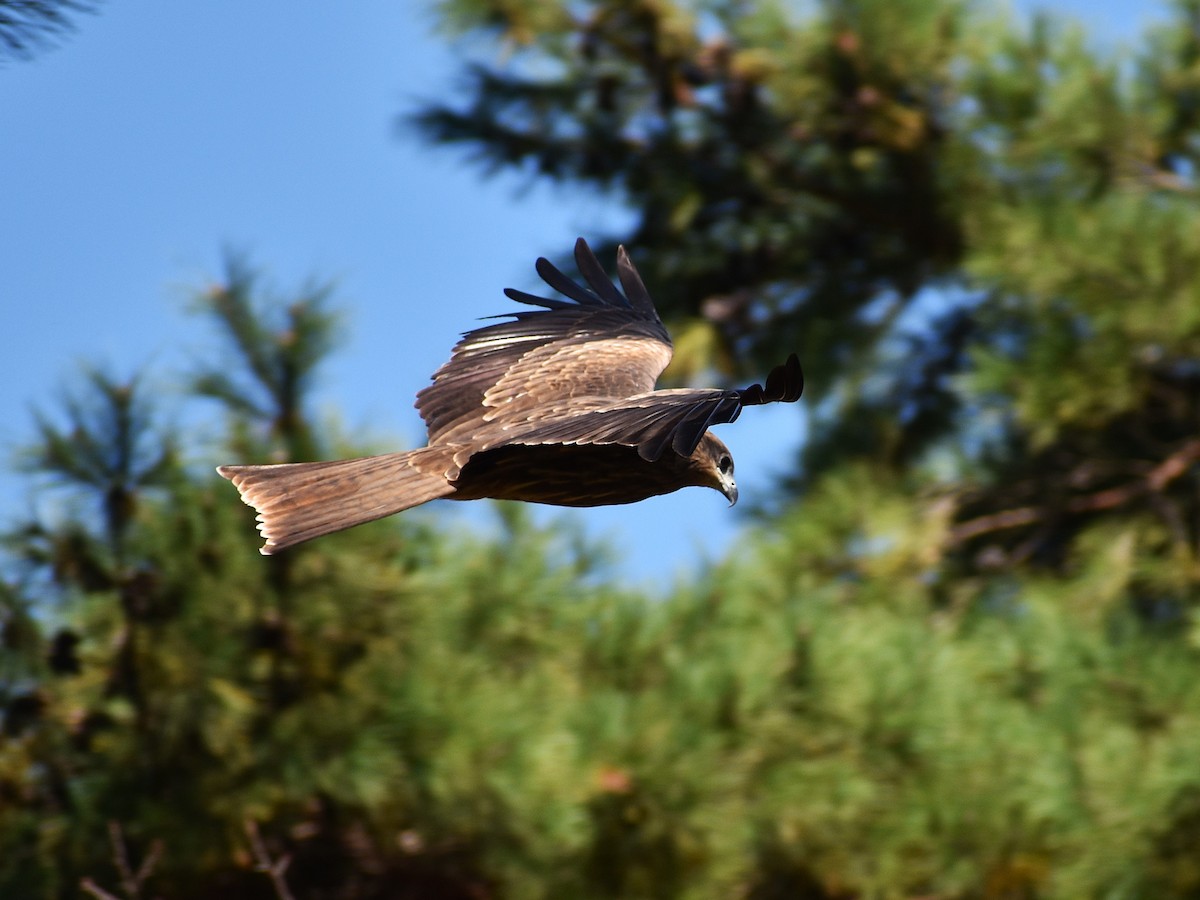 svartglente (lineatus/formosanus) (asiasvartglente) - ML646150052