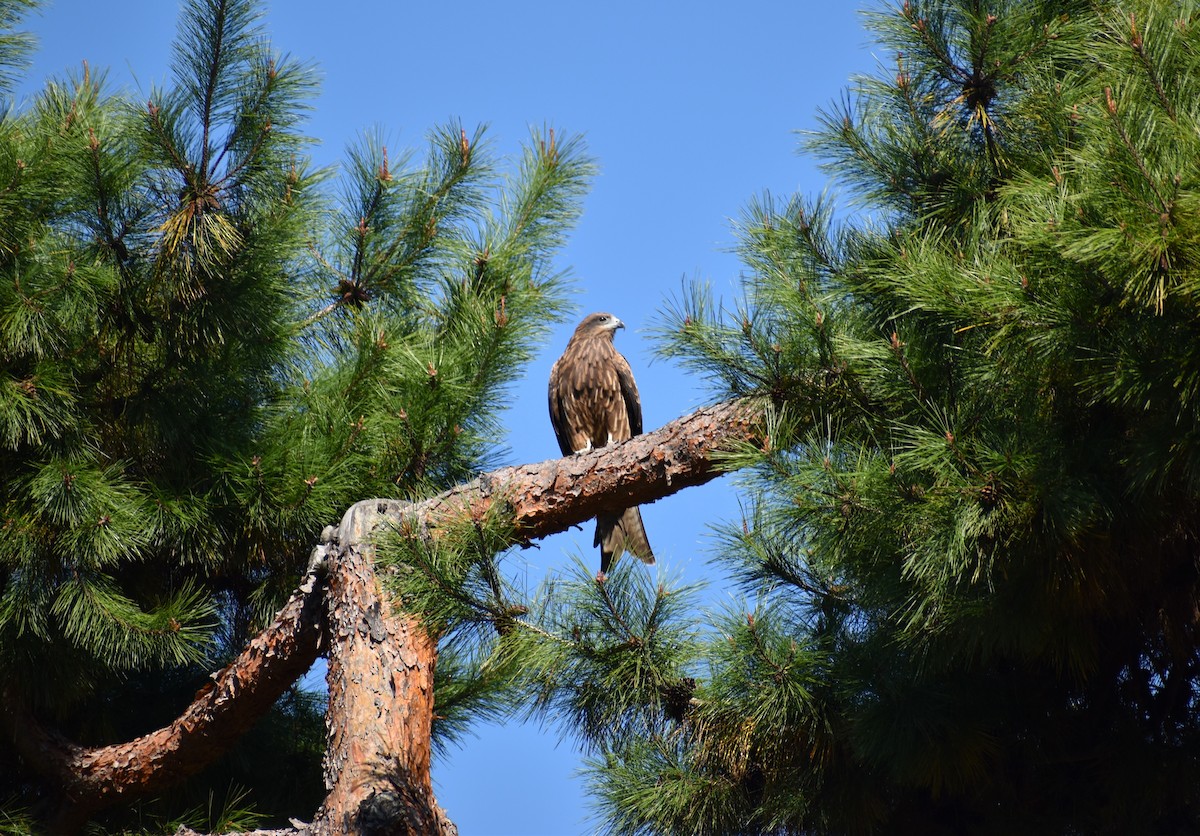 svartglente (lineatus/formosanus) (asiasvartglente) - ML646150053