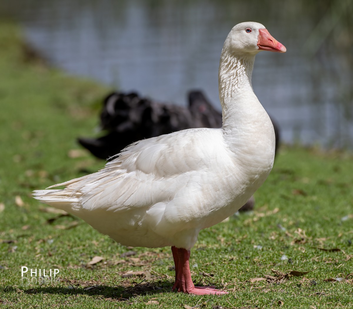 Domestic goose sp. (Domestic type) - ML646150055