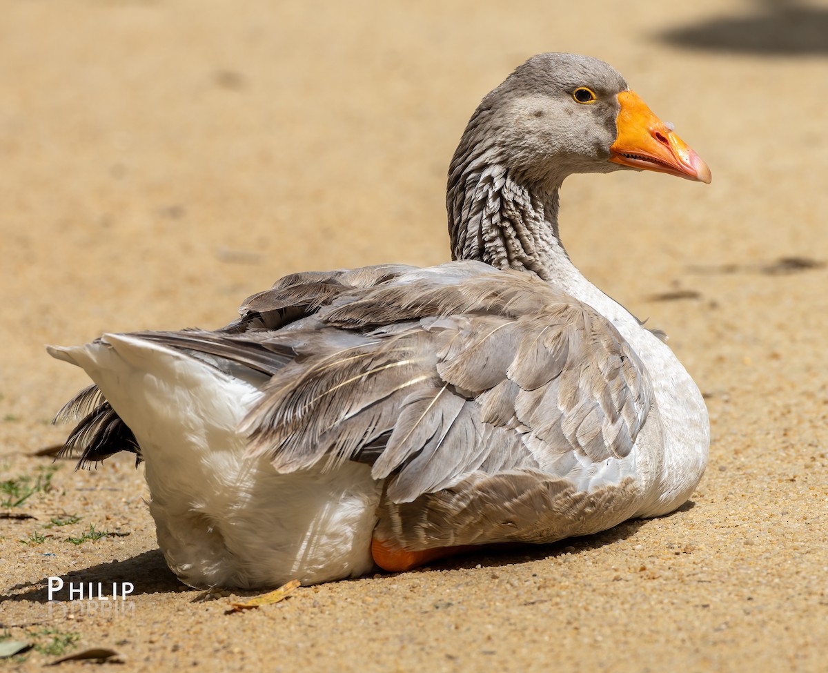 Domestic goose sp. (Domestic type) - ML646150056
