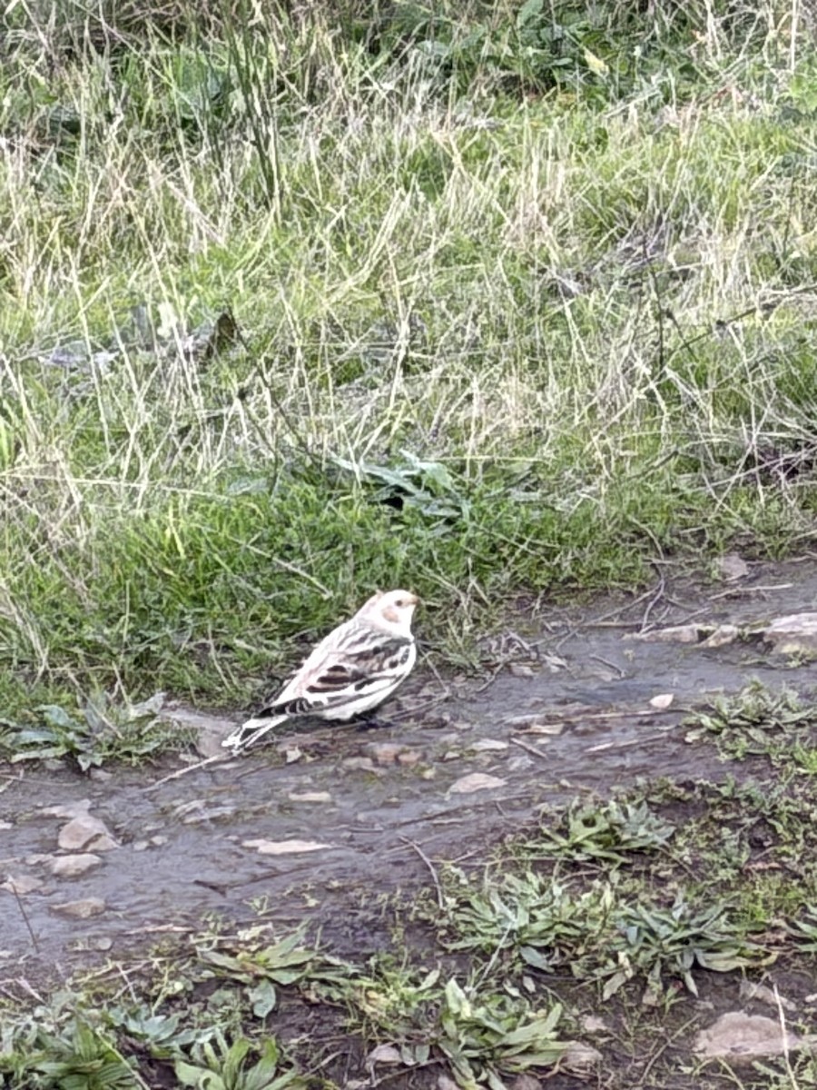 Snow Bunting - ML646150059