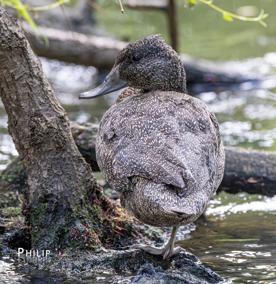 Freckled Duck - ML646150062