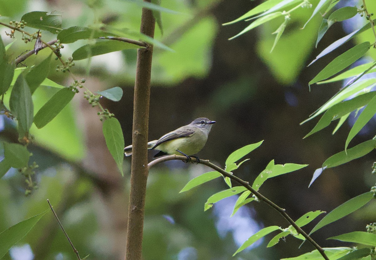 Sooty-headed Tyrannulet - ML646150067