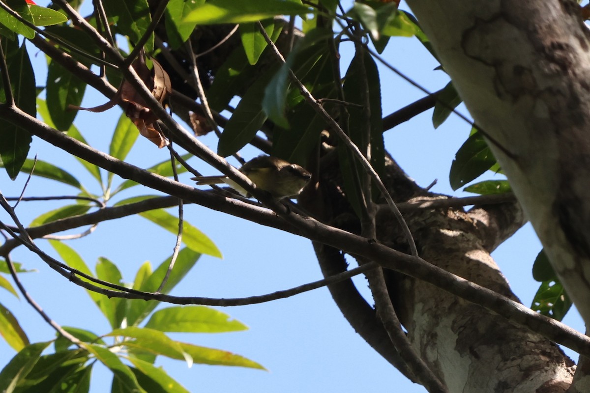 Silbador Simple - ML646150073