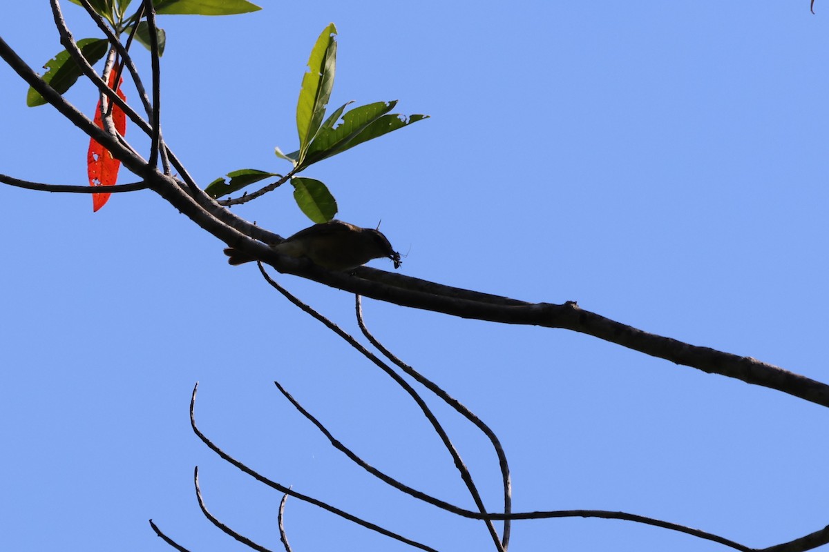 Silbador Simple - ML646150074