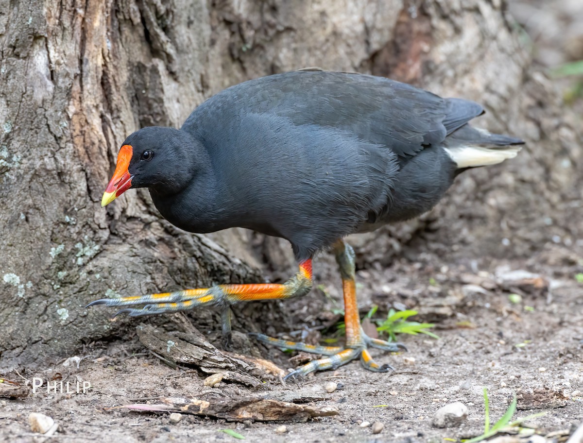 Dusky Moorhen - ML646150076