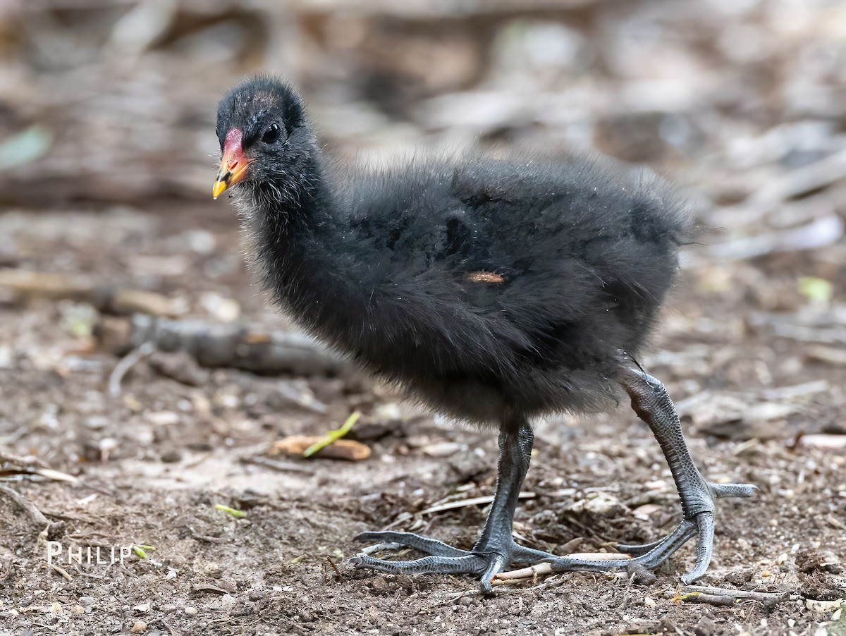 Dusky Moorhen - ML646150077