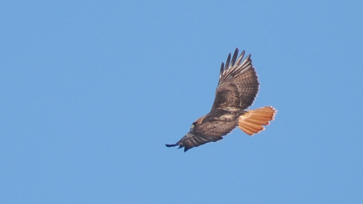 Red-tailed Hawk - ML646150078