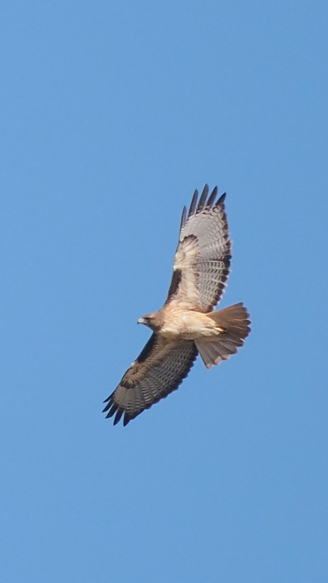 Red-tailed Hawk - ML646150079