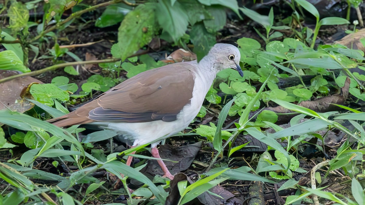 Pallid Dove - ML646150084