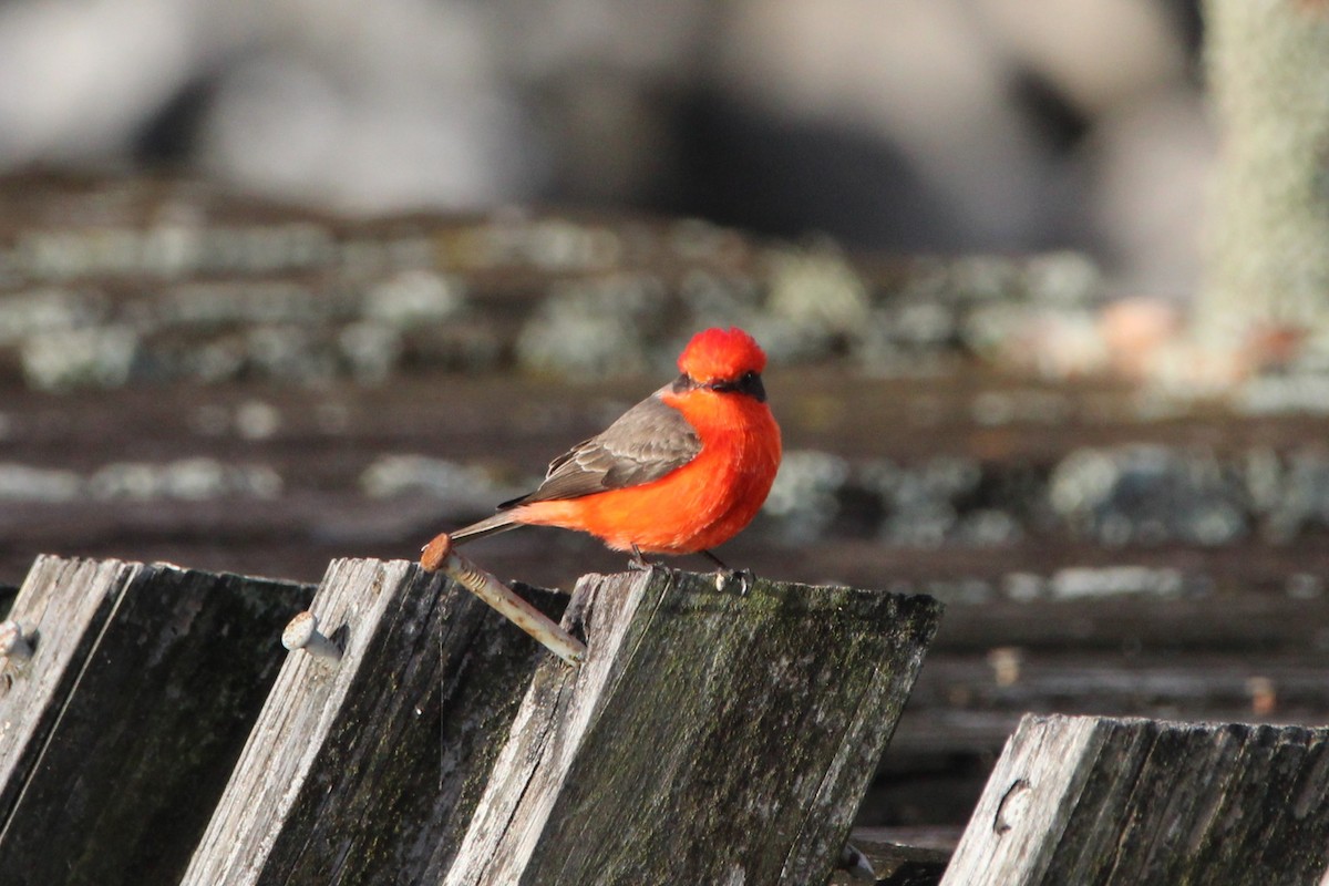 Vermilion Flycatcher - ML646150085