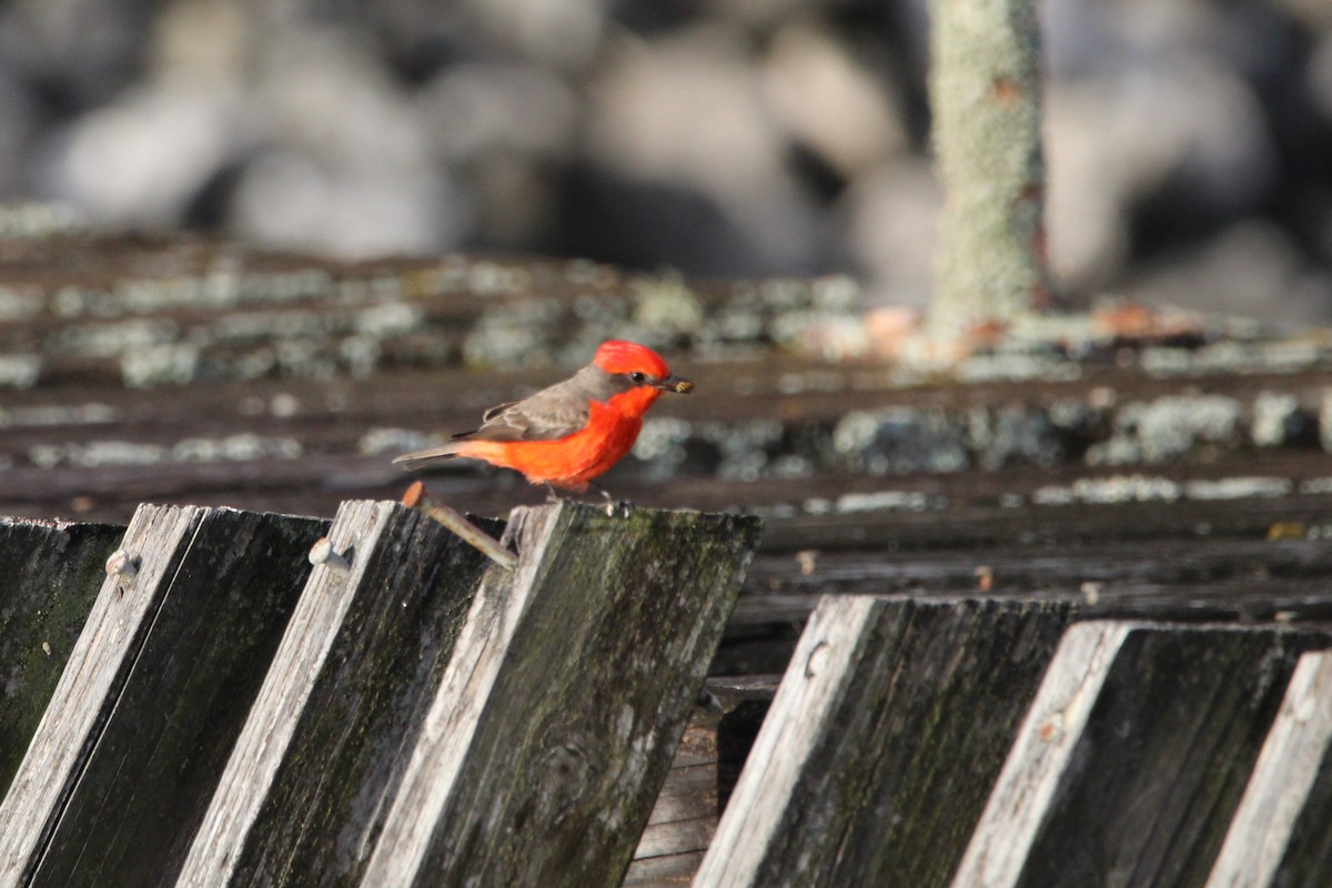Vermilion Flycatcher - ML646150086