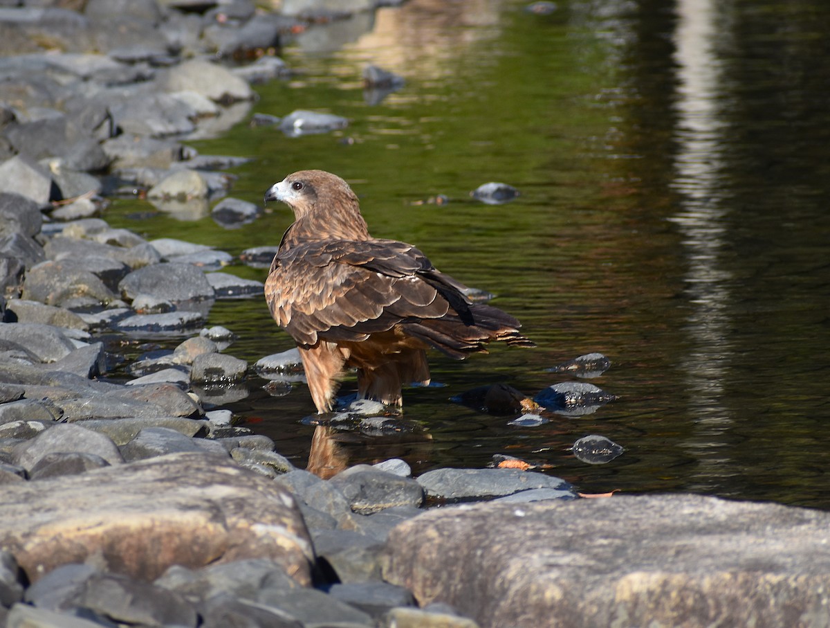 svartglente (lineatus/formosanus) (asiasvartglente) - ML646150093