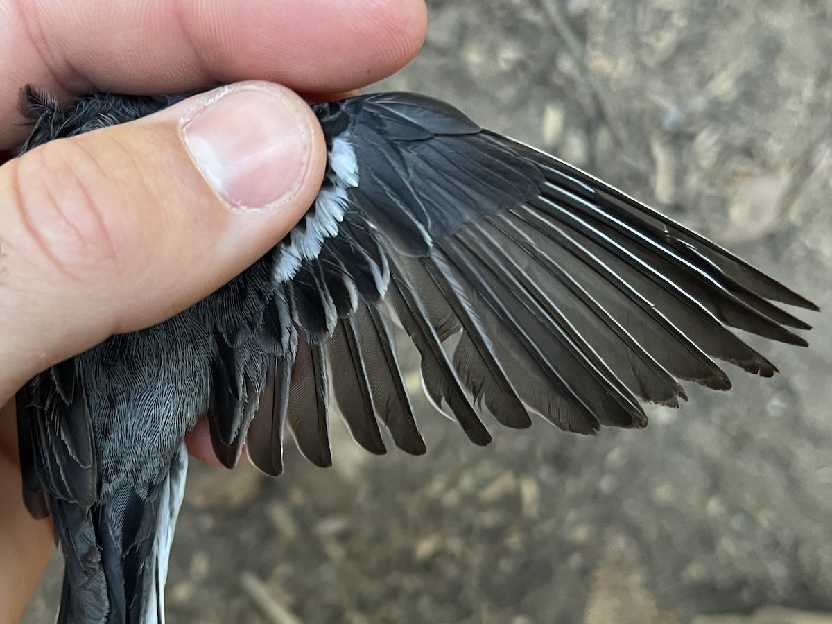 Paruline à tête jaune - ML646150094