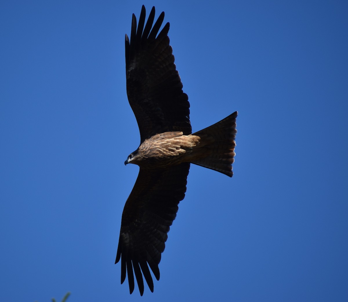 svartglente (lineatus/formosanus) (asiasvartglente) - ML646150095